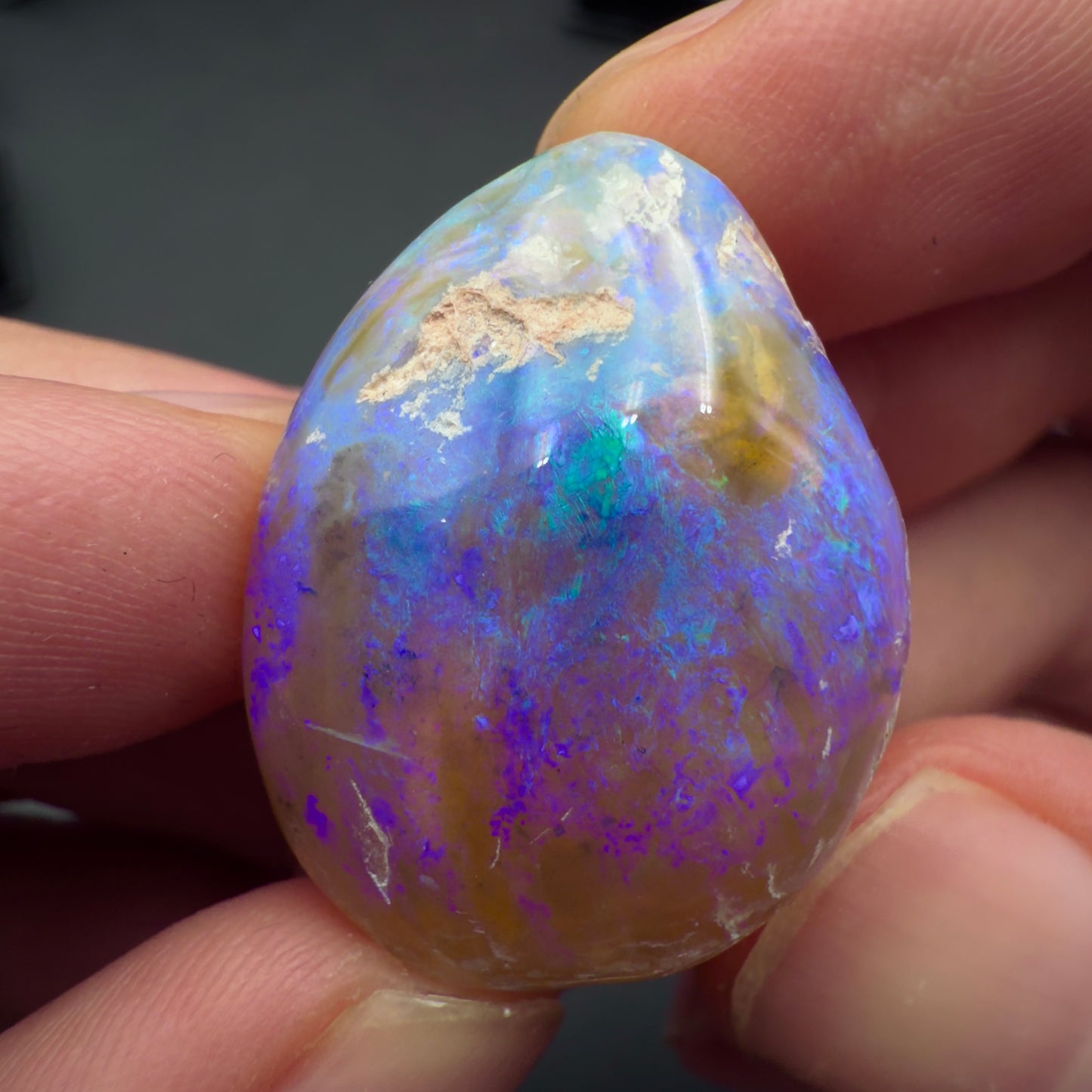 23.0ct Top quality Opalized Bivalve (Clam Fossil)