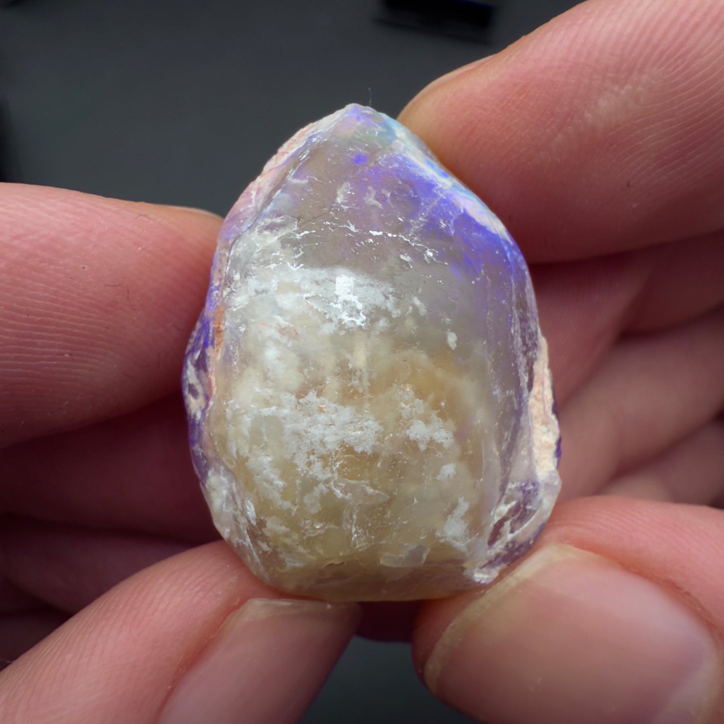 23.0ct Top quality Opalized Bivalve (Clam Fossil)