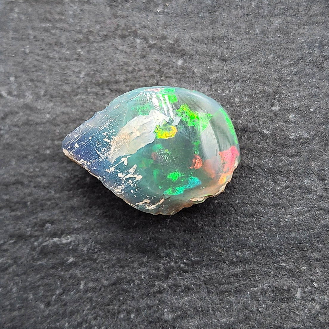 Opalized Bivalve fossil, 110 million years old