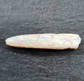 Opal belemnite fossil specimen, 110 million years old