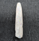 Opal belemnite fossil specimen, 110 million years old