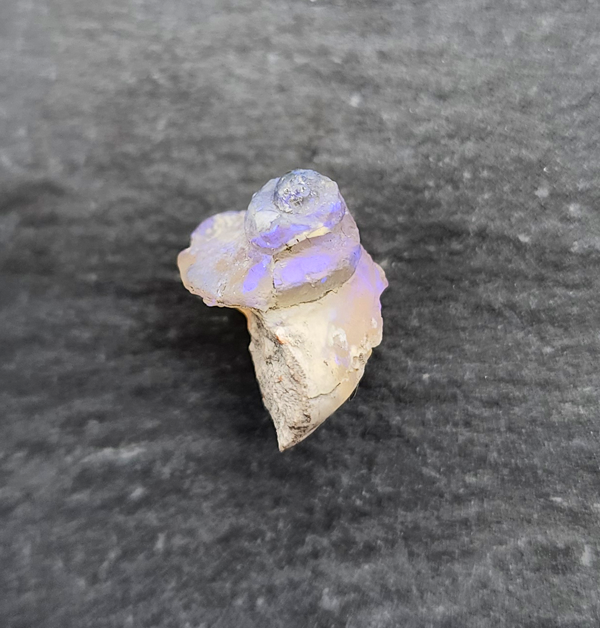 Opal Gastropod fossil specimen