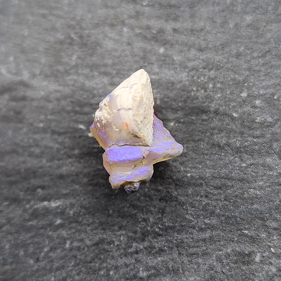 Opal Gastropod fossil specimen