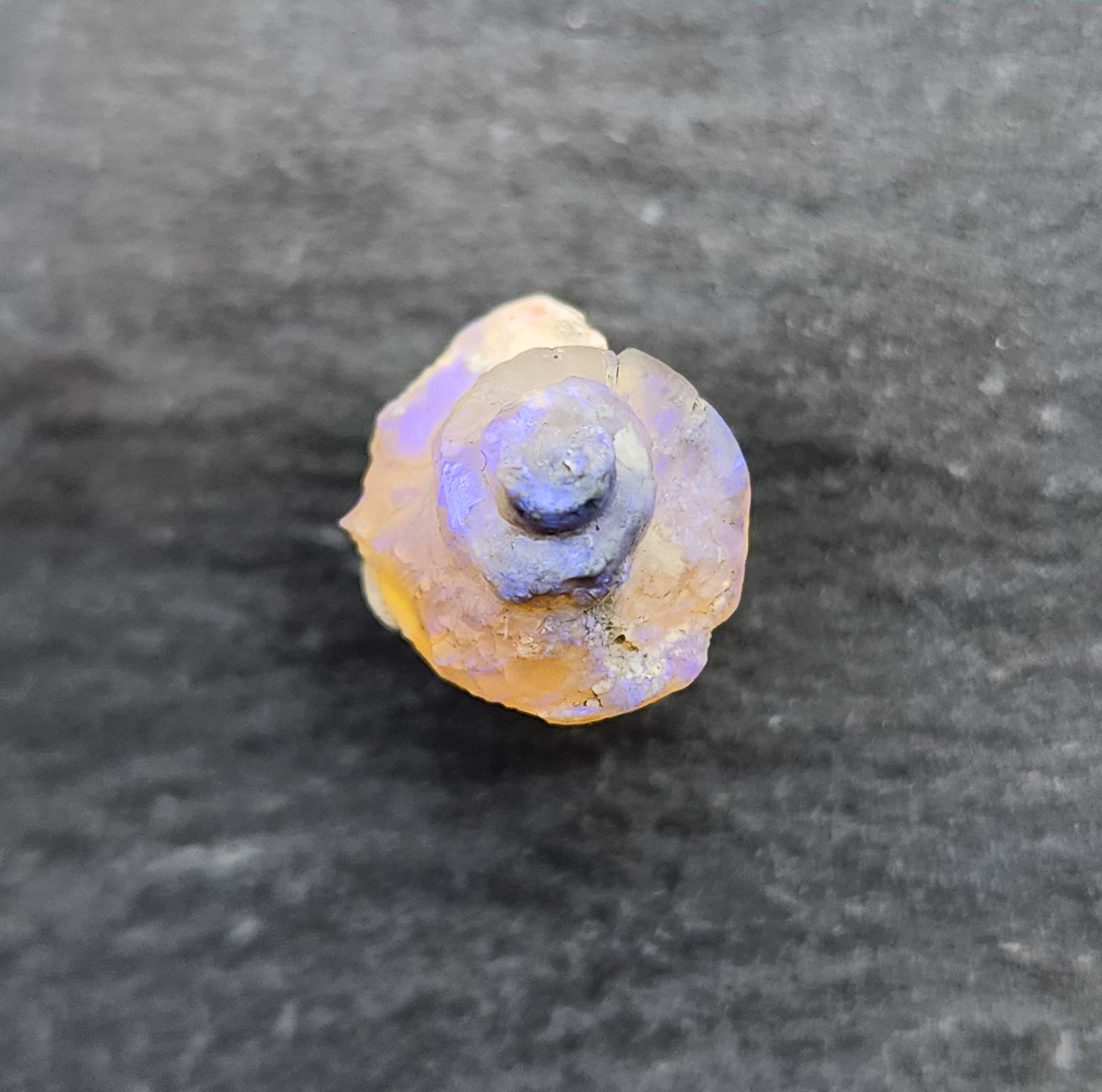 Opal Gastropod fossil specimen