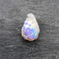 Opalized Bivalve fossil, 110 million years old