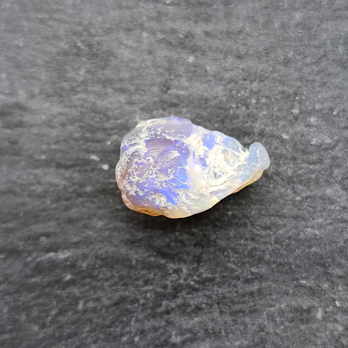 Opalized Bivalve fossil, 110 million years old