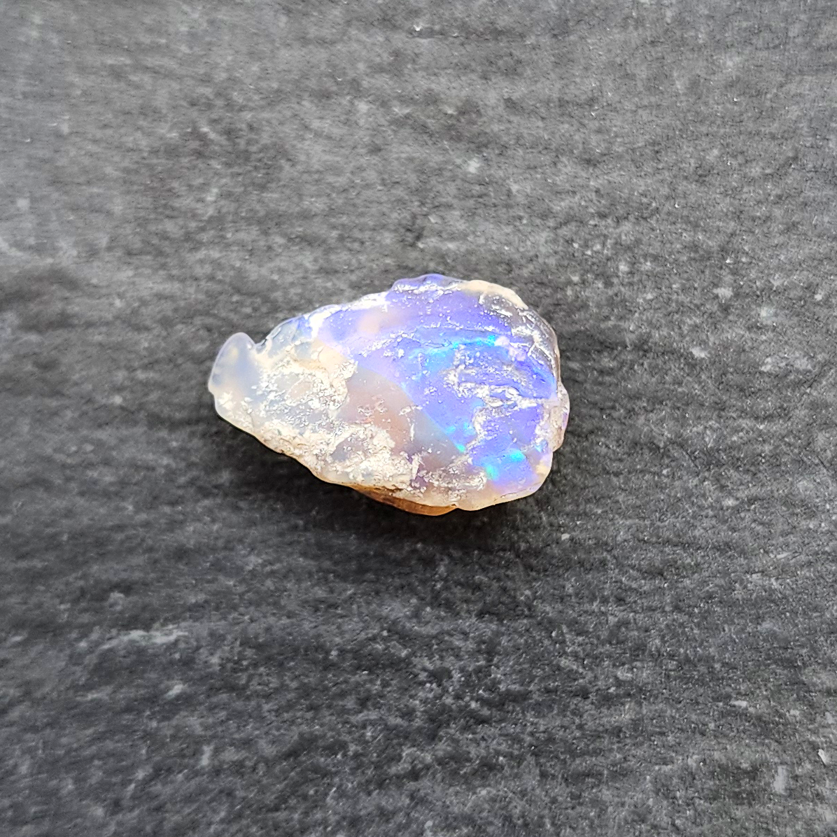 Opalized Bivalve fossil, 110 million years old