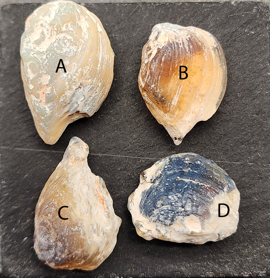 Opalized Bivalve fossils, 110 million years old