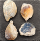 Opalized Bivalve fossils, 110 million years old