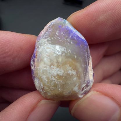23.0ct Top quality Opalized Bivalve (Clam Fossil)
