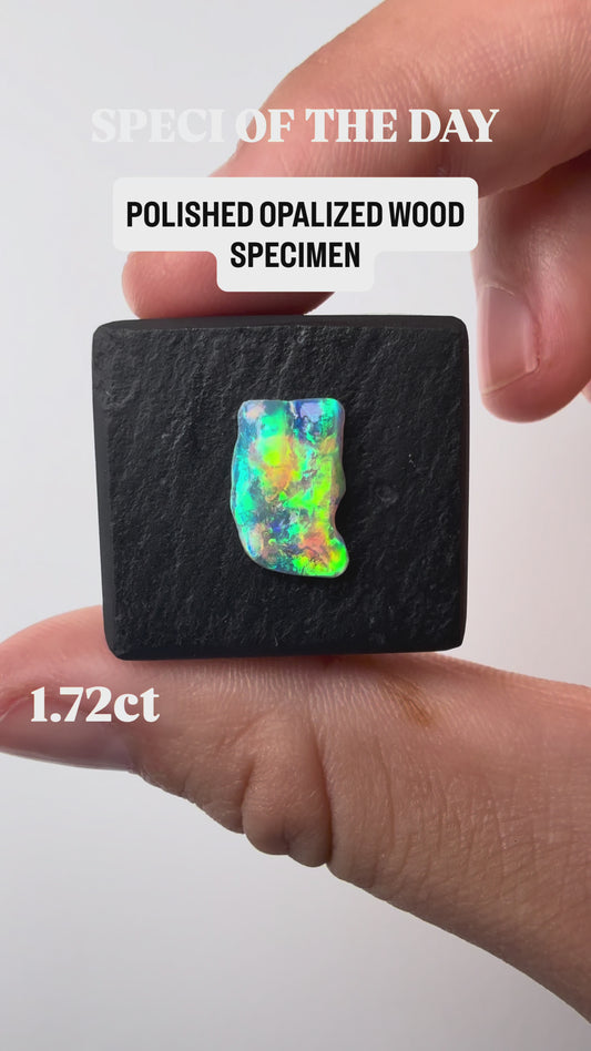 1.72ct Crystal Opalized Wood Specimen With Green, Yellow, Gold Play Of Color, From Lightning Ridge Australia m